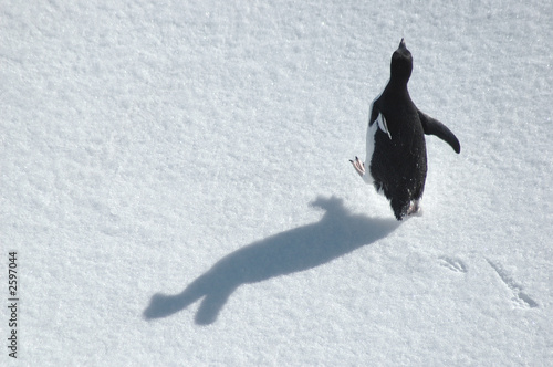 Photo: running penguin running penguin