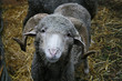 grey sheep