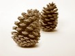 pommes de pin