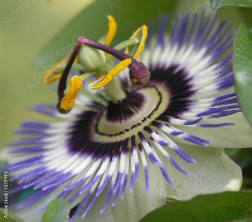 passion flower passion flower