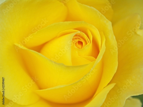 yellow rose