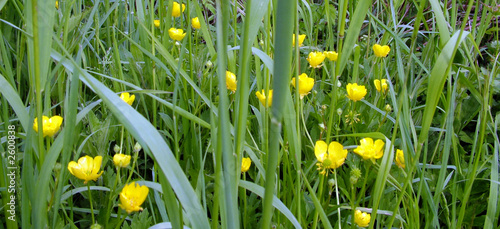 Photo: buttercups in meadow buttercups in meadow
