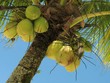 coconut tree - 2 coconut tree - 2