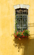 Foto: flowers at a window flowers at a window
