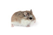 roborovski hamster