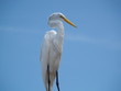 florida bird