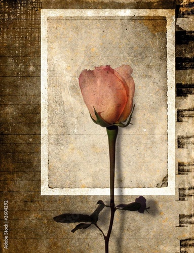 grunge rose postcard