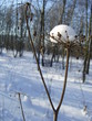 Foto: winter road to park winter road to park