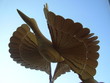 a bird of happiness