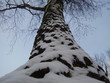 Foto: a tree of a birch the invoice of a bark a tree of a birch the invoice of a bark