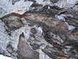 the invoice of a bark of a tree of a birch.