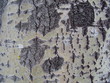 the invoice of a bark of a tree of an aspen.