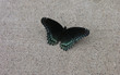 suede butterfly