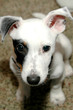 jack russell terrier - 10