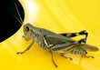 grasshopper goes fancy