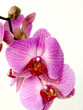 phaelenopsis