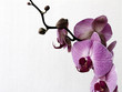 branch of orchid