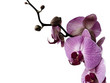 pink orchid