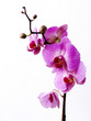 exotic flowers