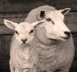 ewe and lamb