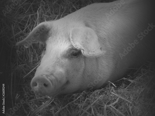 Photo: pig lying pig lying