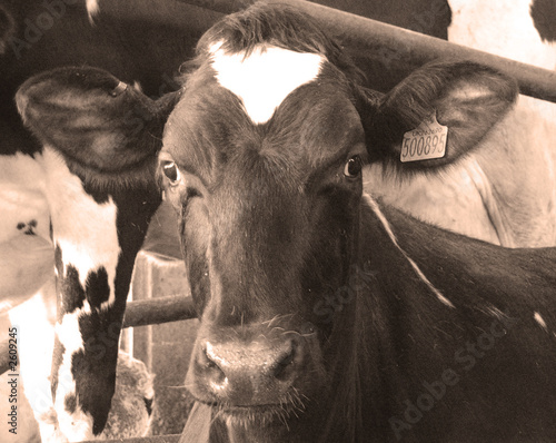 Photo: cows head cows head