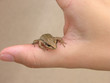 infant toad on loving hand