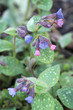 lungwort flowers