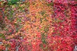 autumn colored background