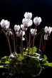 flowers cyclamen