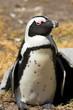 jackass penguin (demersus spheniscus)