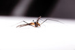 male mosquito