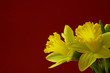 daffodil on red