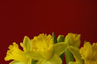 daffodil on red, bottom