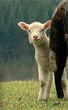 lamb