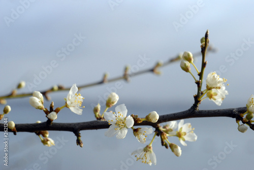 Foto: hawthorn spring flowers #5 hawthorn spring flowers #5