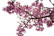 cherry blossoms
