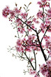 cherry blossoms