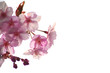 cherry blossoms
