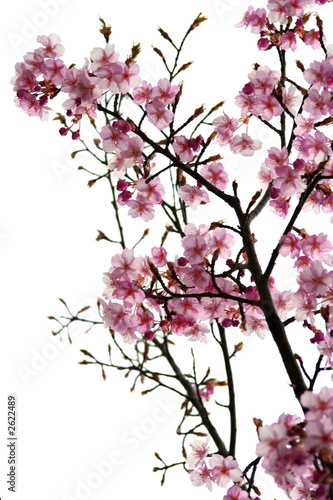 cherry blossoms