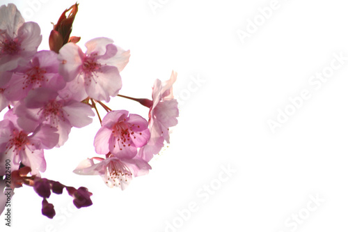 cherry blossoms