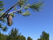 Foto: pin au printemps pin au printemps