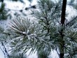 the frozen fur-tree