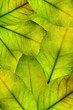 foliage background