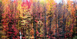 autumn scene