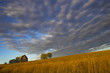 Foto: little hillside farm little hillside farm