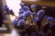 dry flowers blue