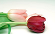 tulip iii