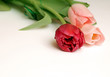 image with tulips iii