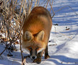 red fox 12